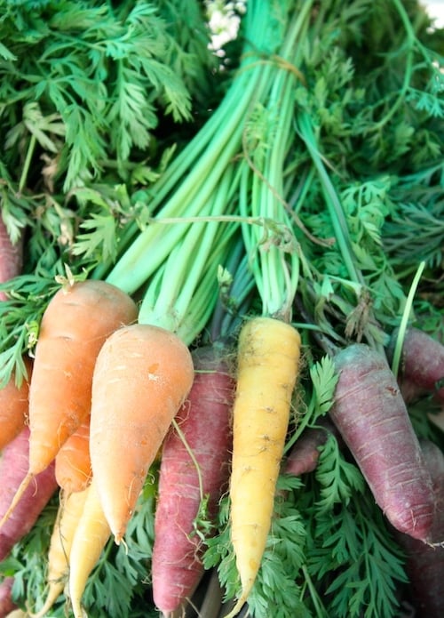 Coloured carrots in a bunch